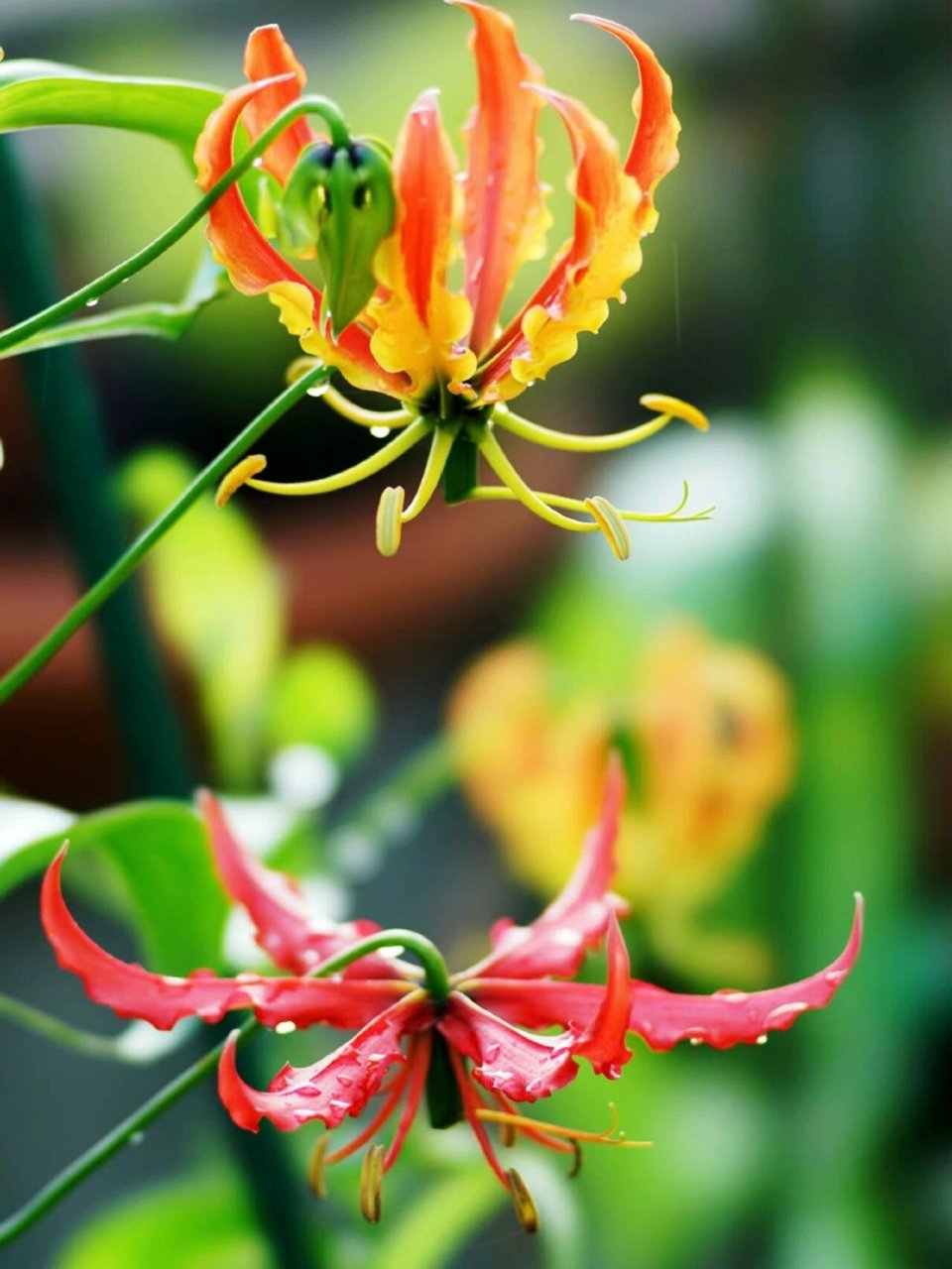 嘉兰百合,人间烟火 嘉兰百合,花语"荣光".