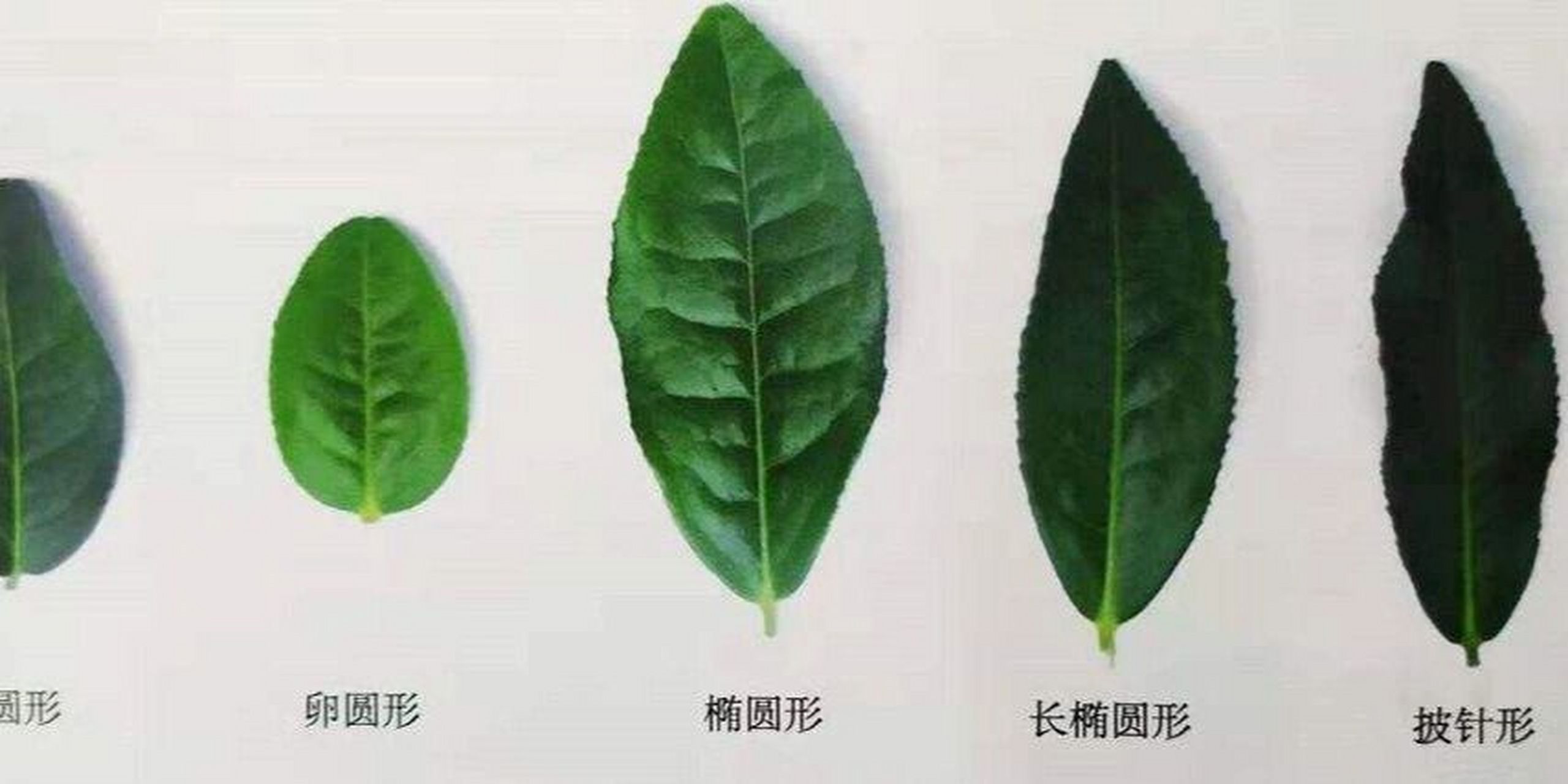 教你如何识别茶树叶～ 茶树叶片的叶缘离叶基(  )处没有锯齿