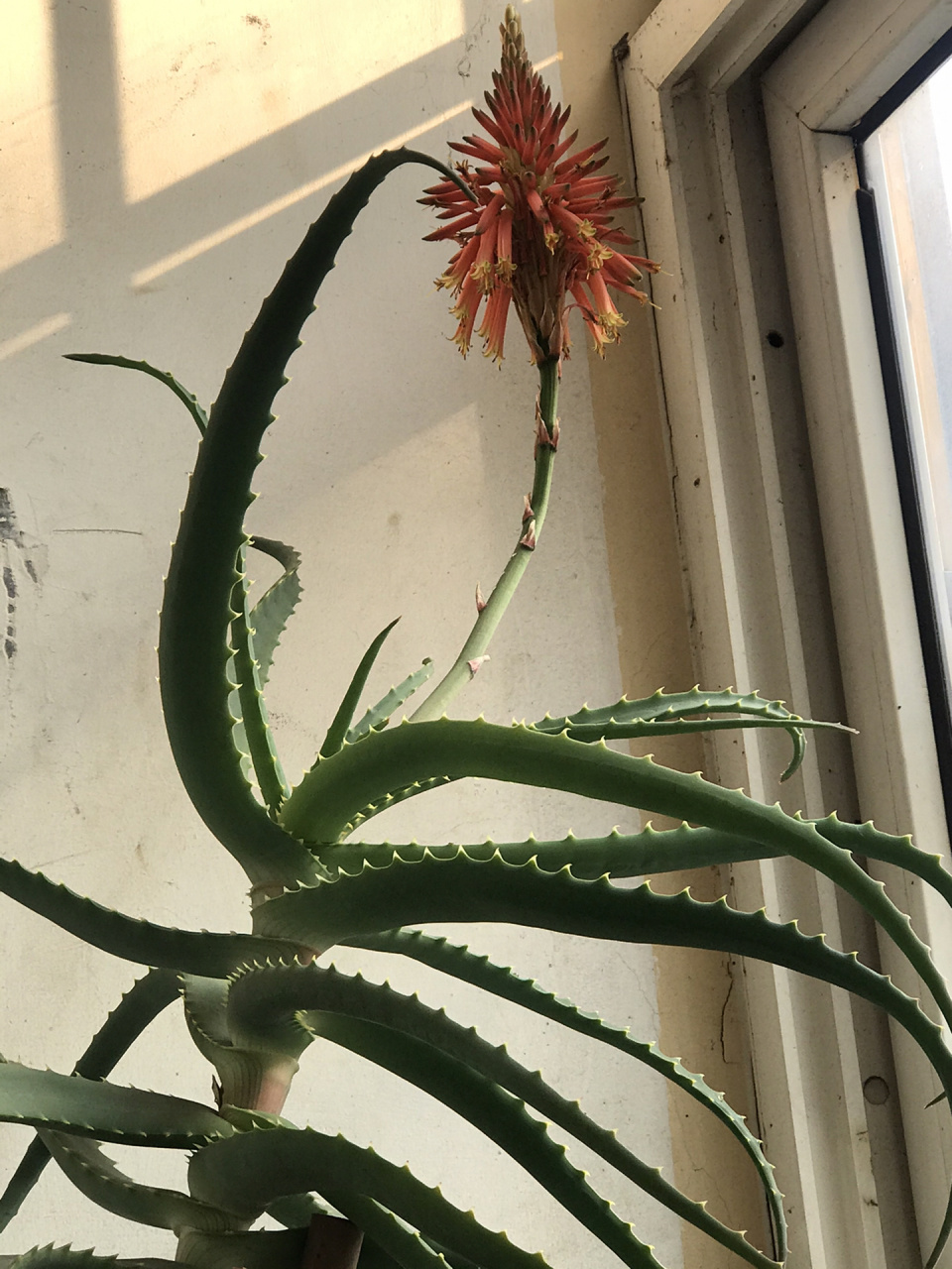 家里的龙爪花开了