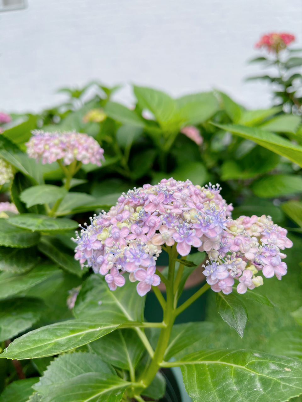 大花绣球:三河千鸟 花球直径:10-15cm 重瓣 枝条直立性好 不垂头 粉