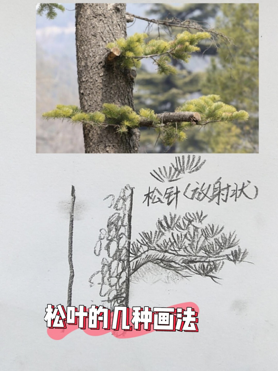 几种松树叶子画法 我也不知道叫什么松树,叶子都像针,只是发射的状态