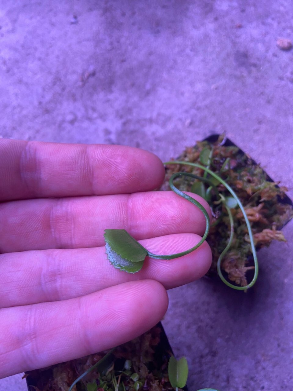 多倍体诱导 旋律鲨鱼捕蝇草 通过使用秋水仙素诱导捕蝇草园艺品种旋律