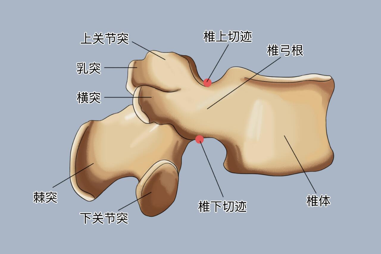 人体腰椎骨骼结构图