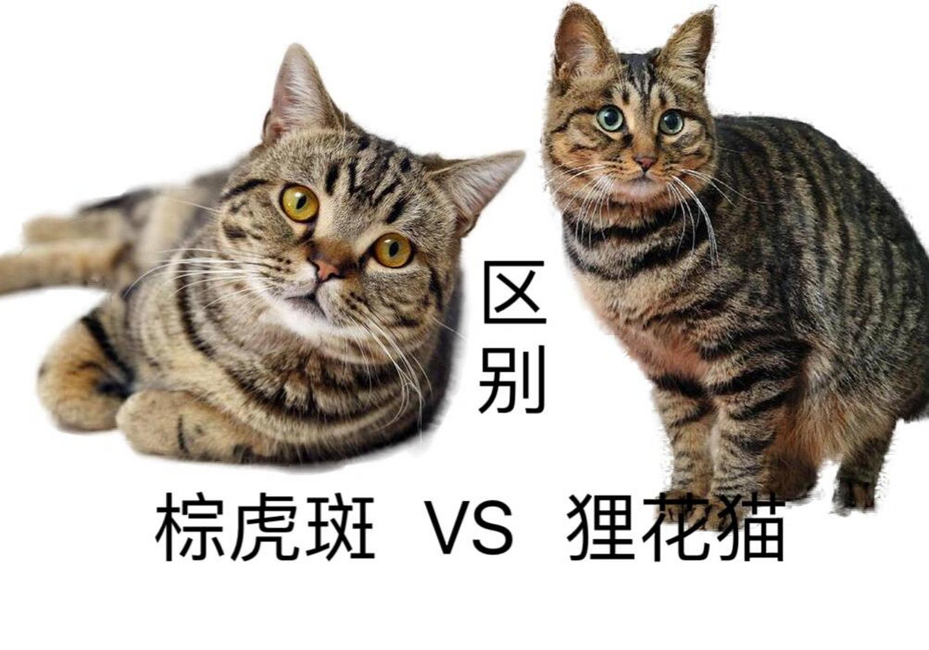 黄虎斑猫狸花猫图片