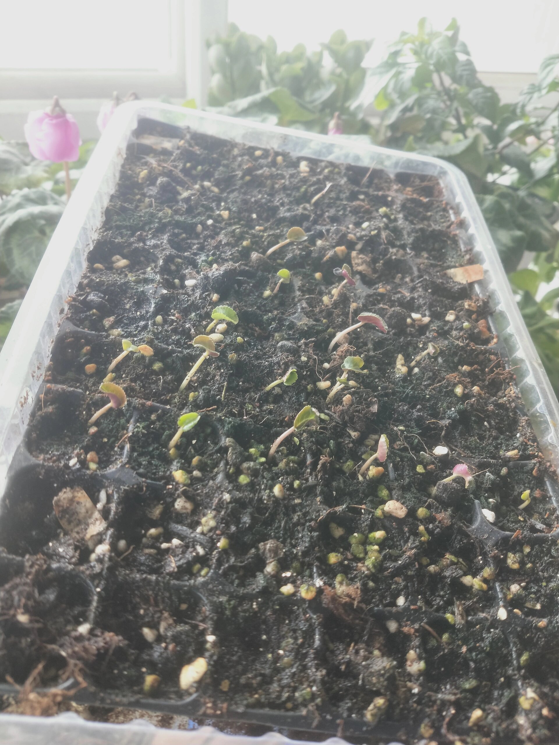 播种的仙客来发芽了 9月中旬播种,一个多月终于陆续发芽,可惜标签太