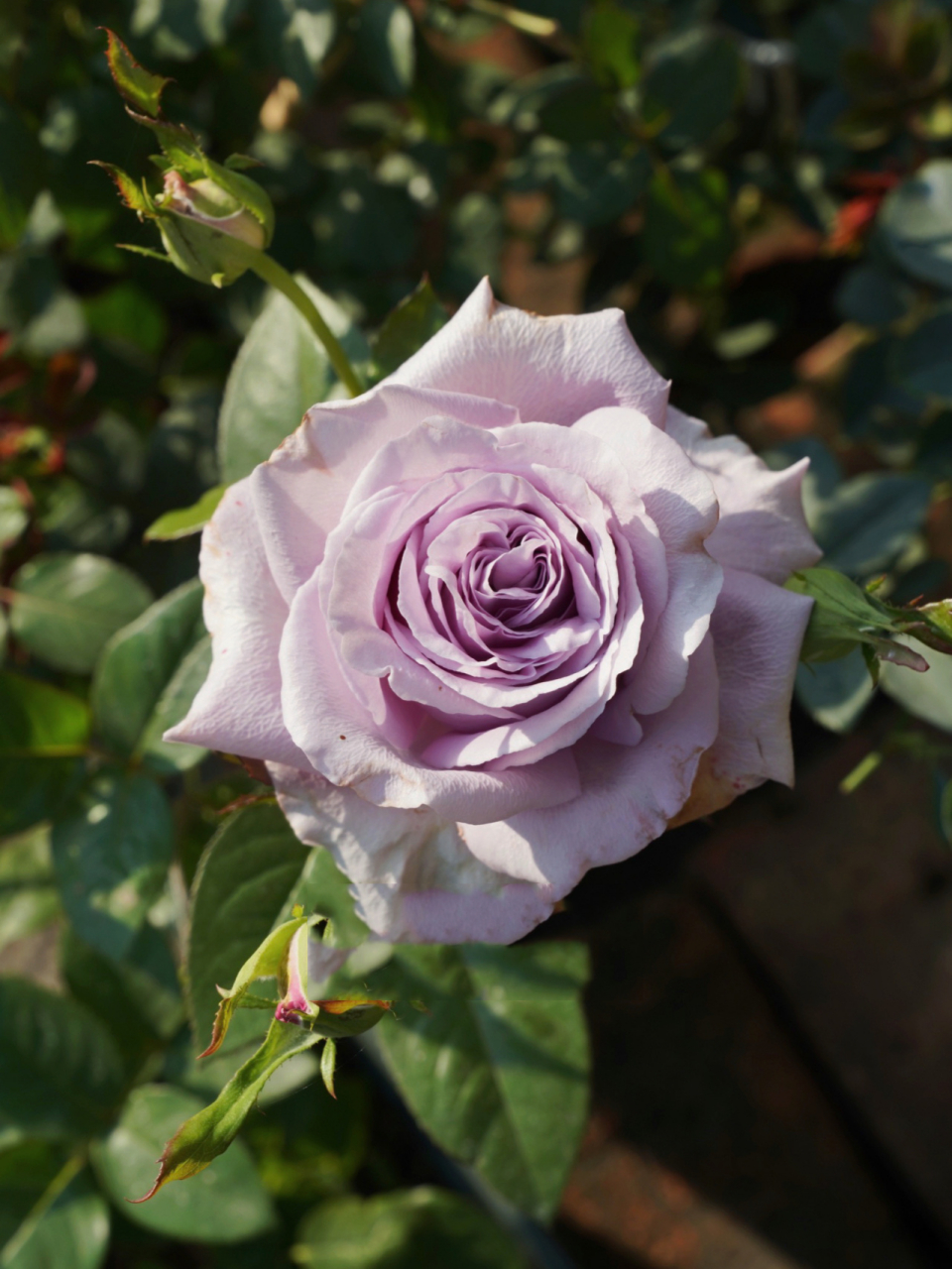 【ラグジュアリー天然香水月季】瞎买的切花月季 该切花月季日文名字