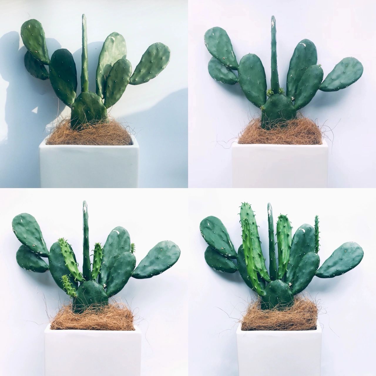 可以吃的无刺仙人掌 第一次认识无刺仙人掌 就是从"米邦塔"开始的