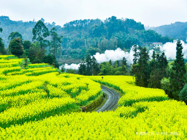 乐山嘉阳小火车保姆级攻略,油菜花季必看