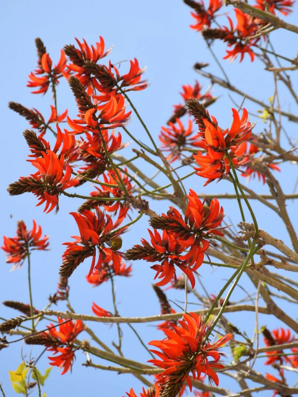 泉州市花刺桐花图片