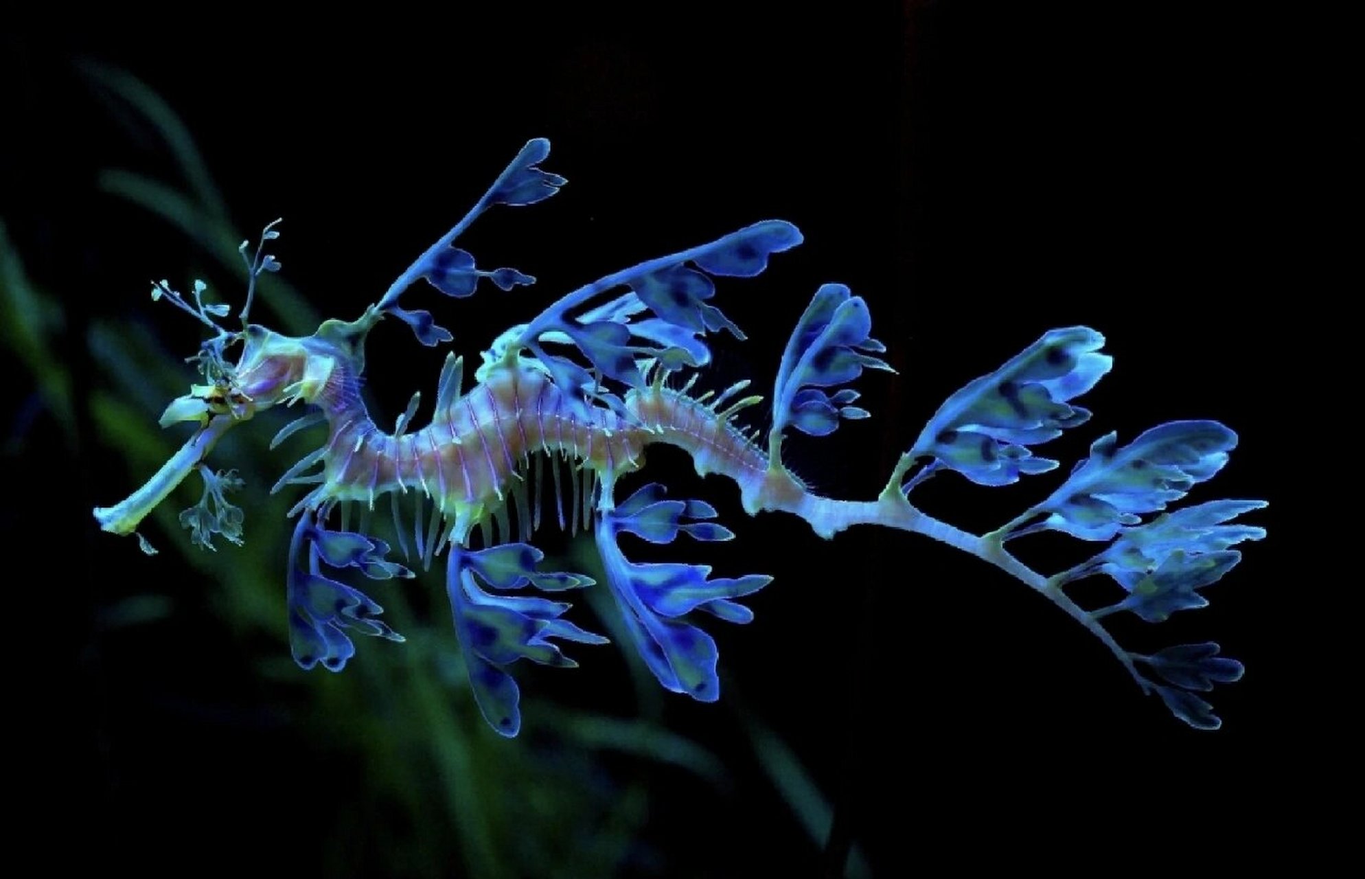 100种海洋生物科普一|海马海龙你分的清吗 [猫猫海洋科普]——叶海龙