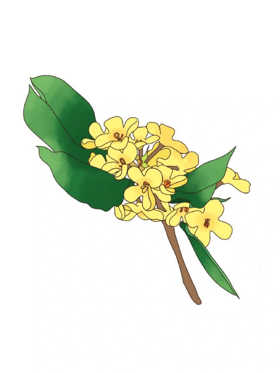 花卉简笔画‖中国风绘画,你能认出多少花?