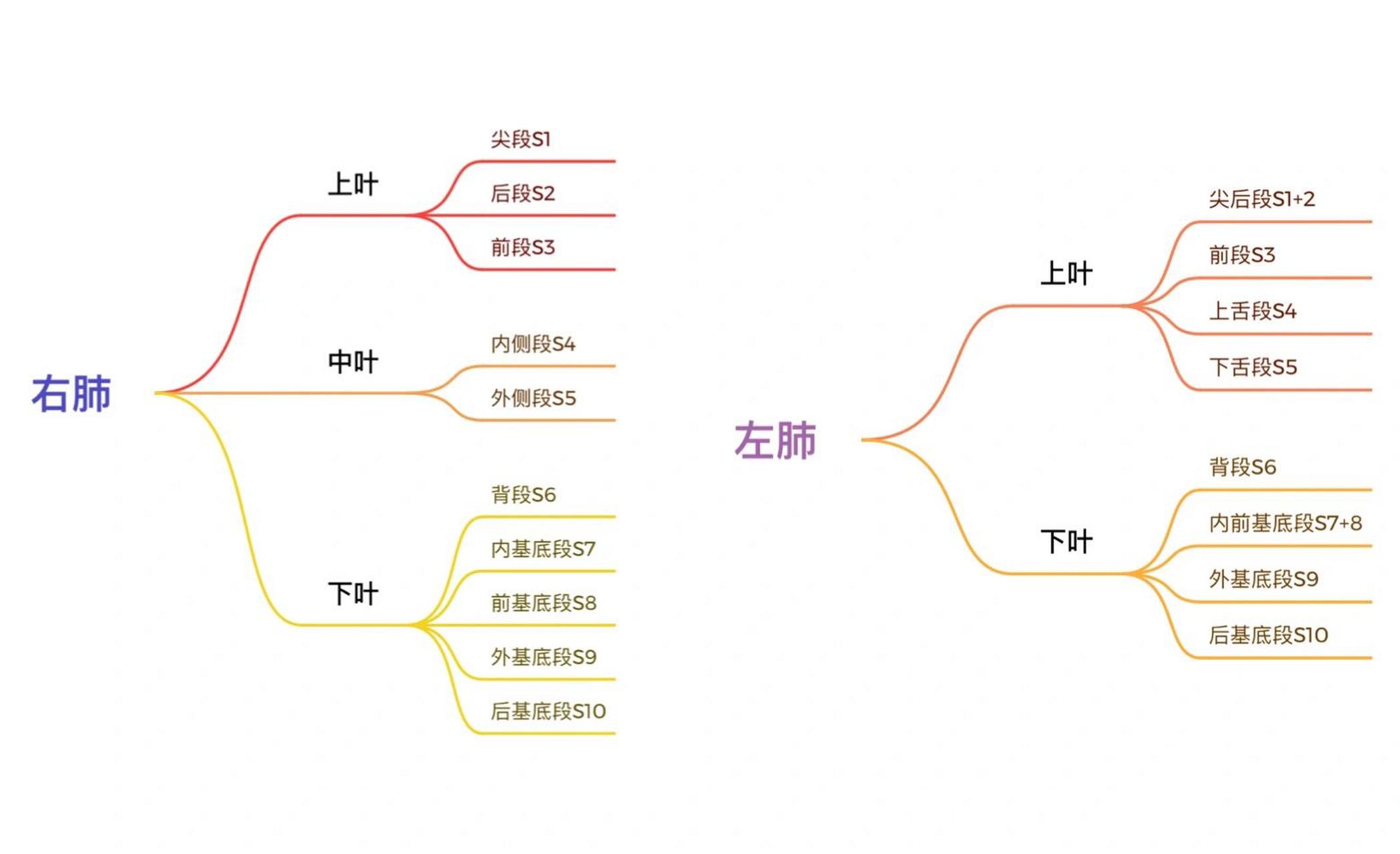 肺的分叶分段图图片