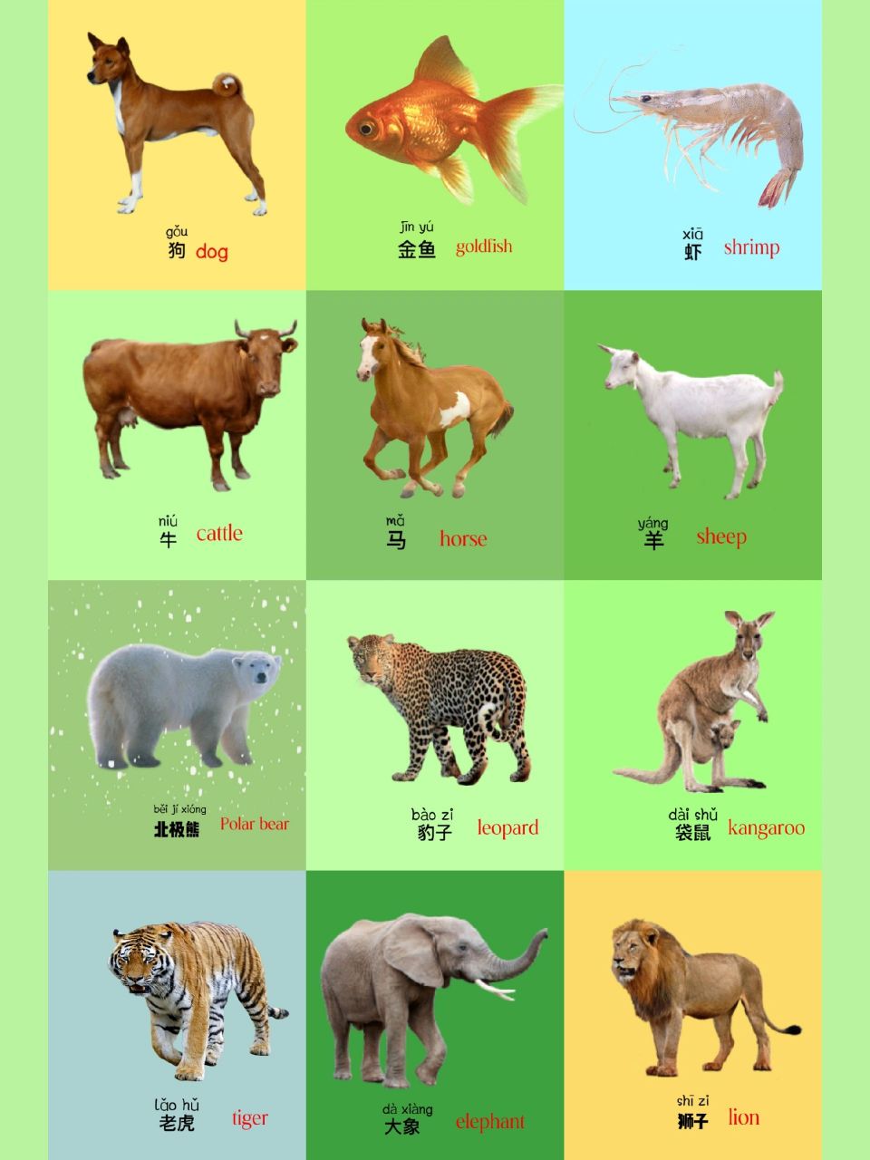 宝宝识图/认识动物3 高清图片可打印 一起认识动物吧