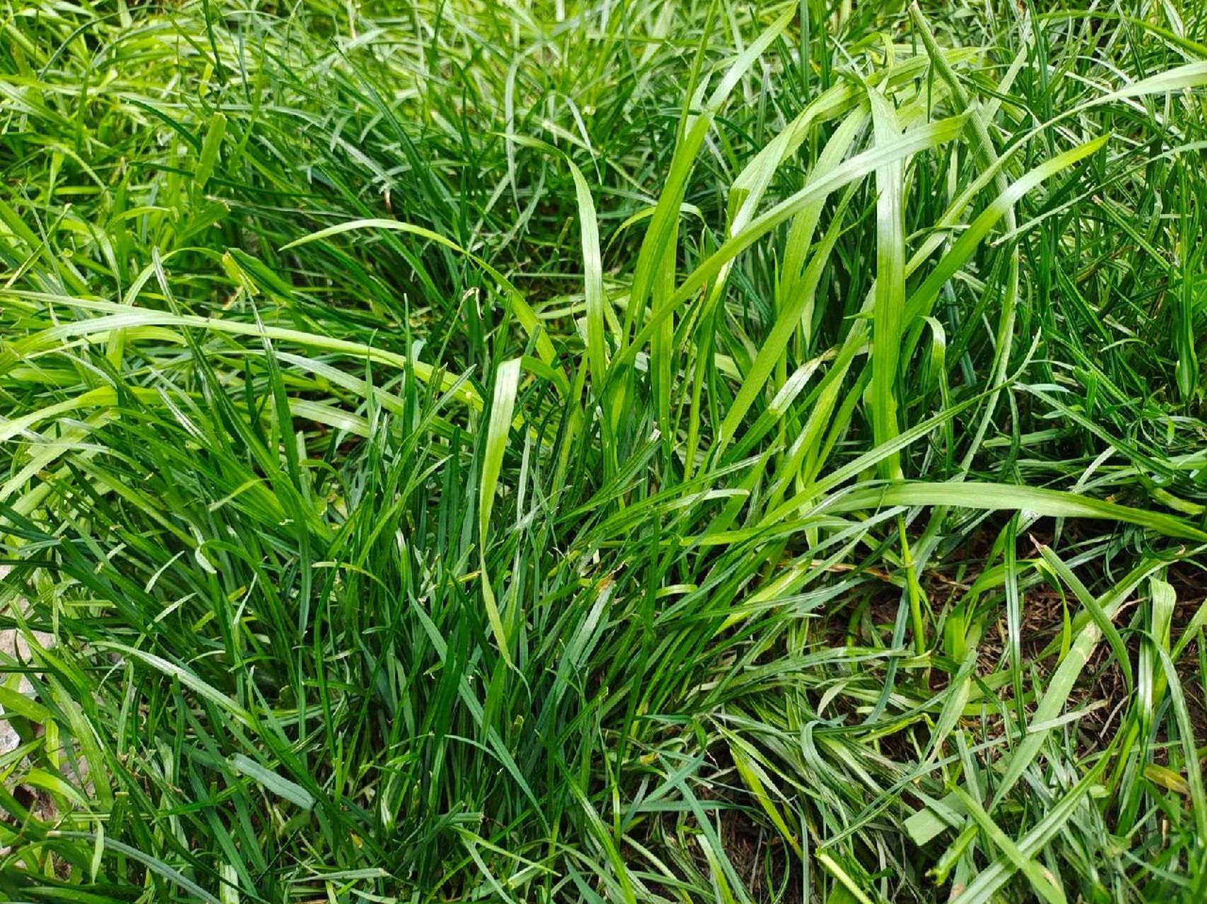 江南地区草坪测评——(二)黑麦草 首先要说明,黑麦草买草籽的话在网上