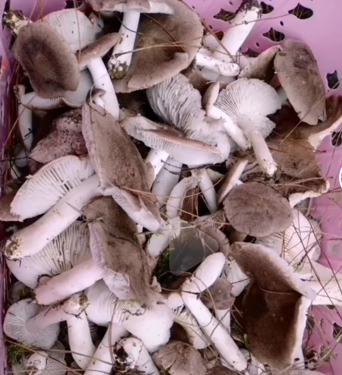 云南野生菌-小灰菌,灰蘑 俗称茅草菌,寒菌等,学名:粽灰口蘑