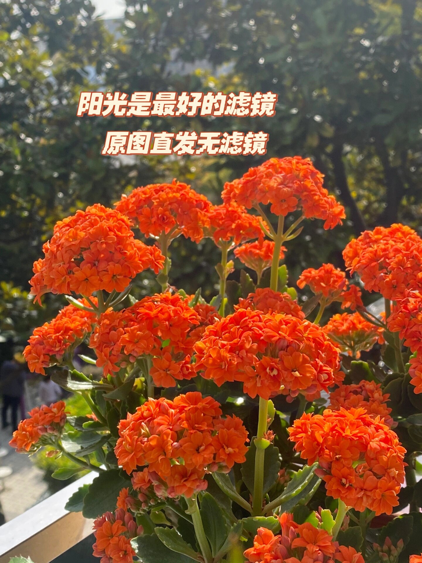 橙色长寿花 | 在阳台上种满鲜花,花期超长