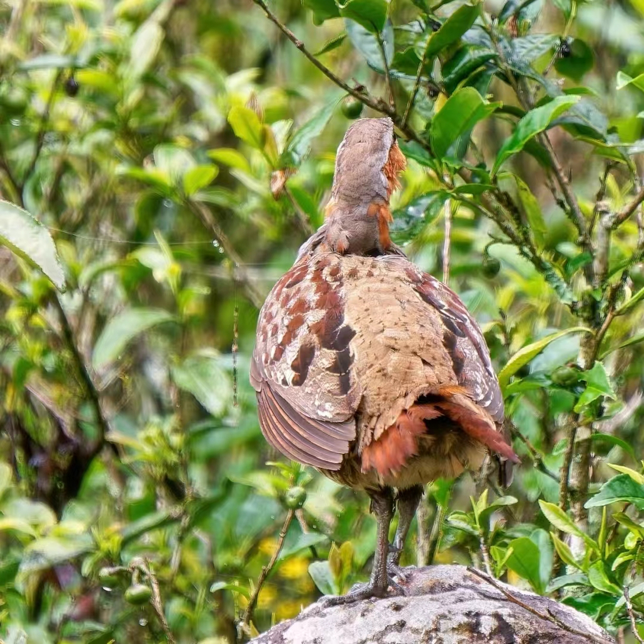 竹鸡图片大全大图 今日分享99 竹鸡94野生动物还是比家鸡好看,也