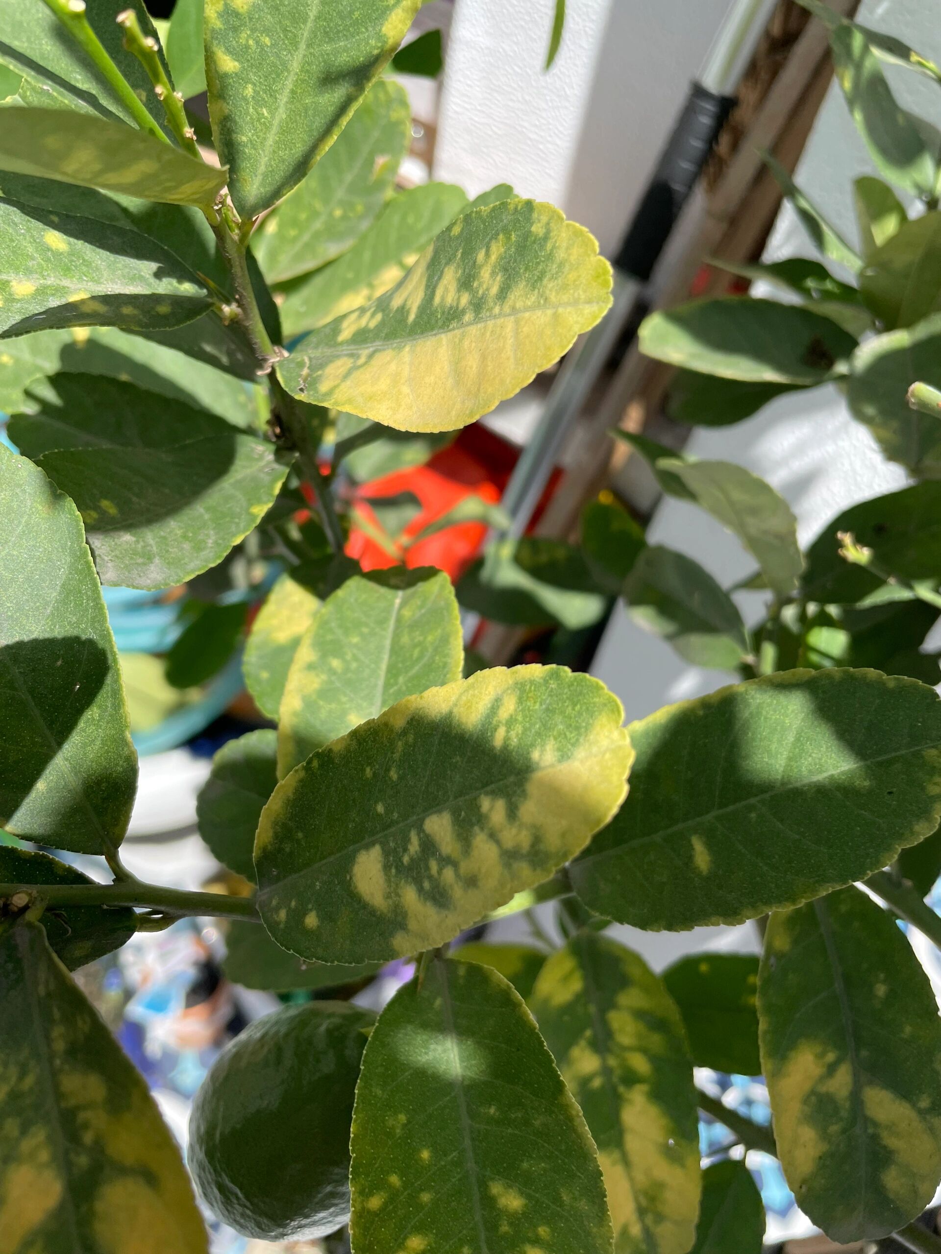 柠檬叶子有黄斑是什么原因?