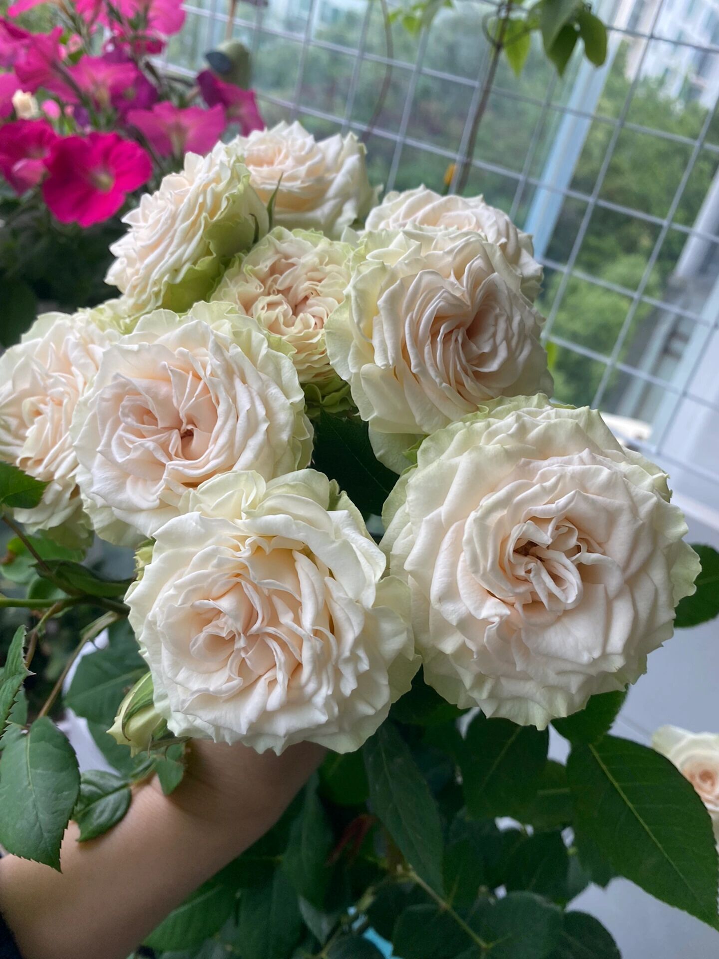 月季推荐-陶瓷蕾丝 花期超长,颜色美哒哒!