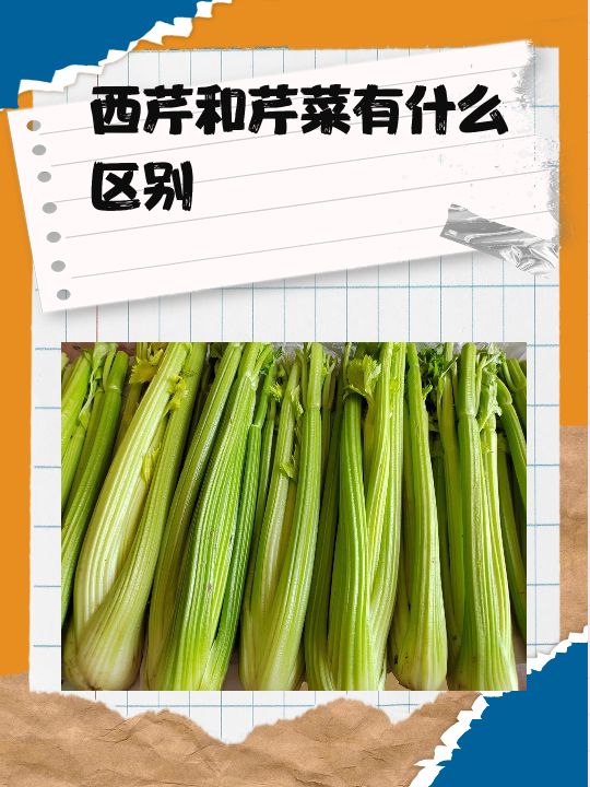 品种:西芹和芹菜都是芹菜科植物,但它们属于不同的品种.