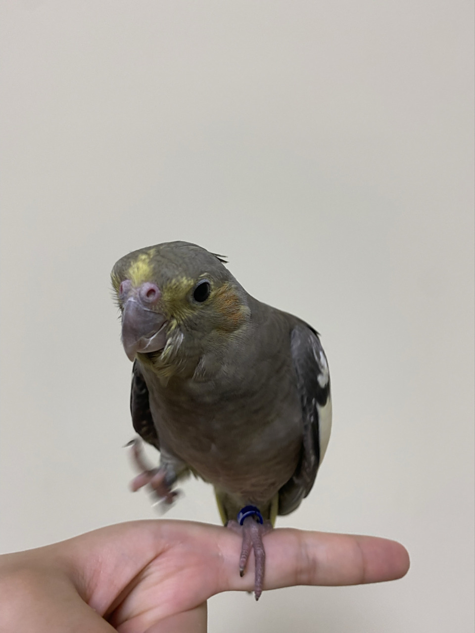 请大家来帮看看玄凤原始灰公母呀!