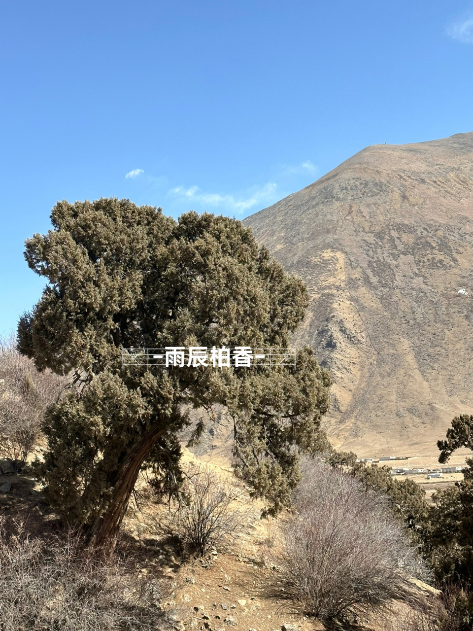 热振寺柏香树图片