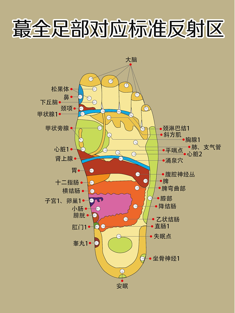 97专为懒人准备得法宝——足底穴位反射疗法75 科普人体最全的