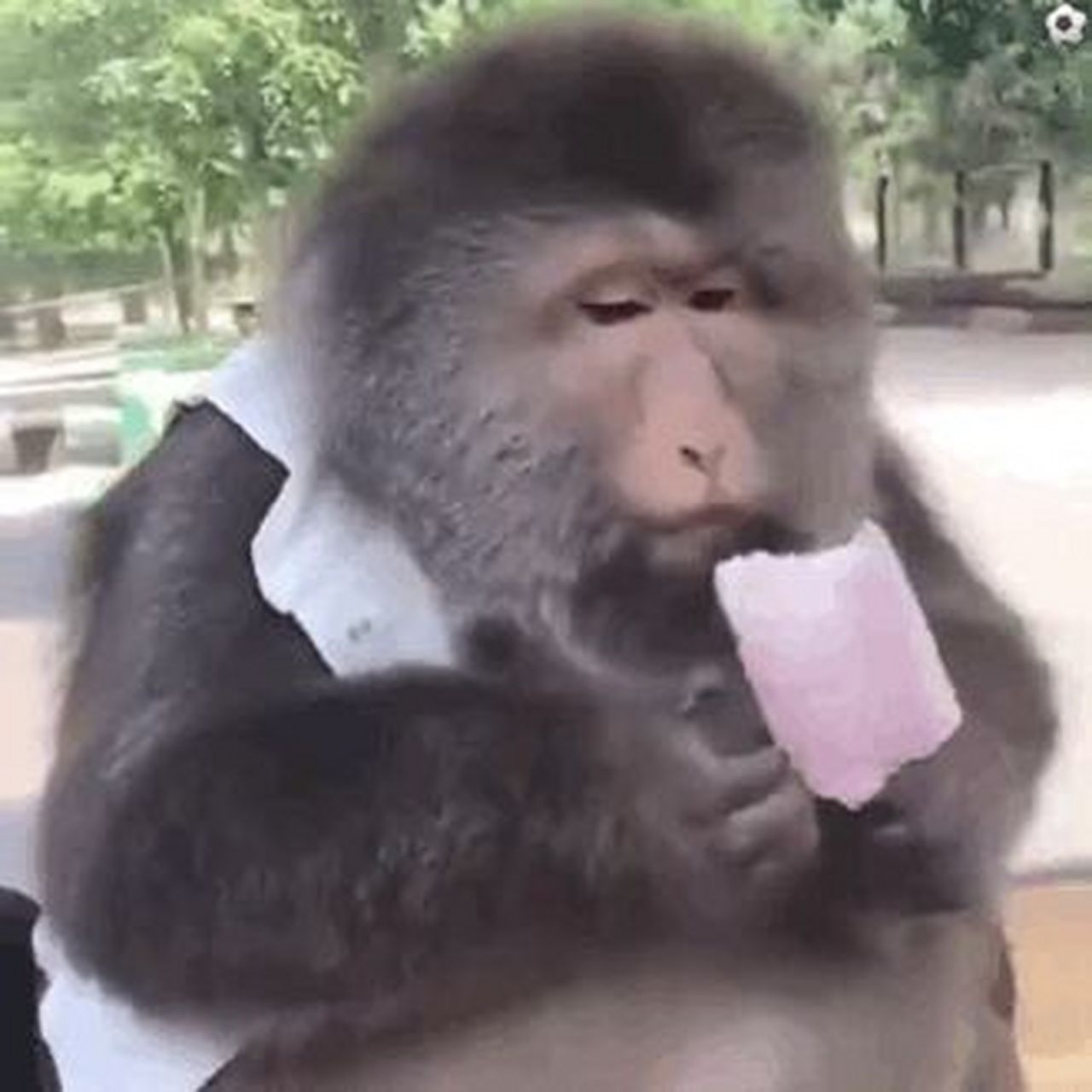 动图加载有点慢稍微等一下下就能看到啦 猴子表情包已发射n弹(持续