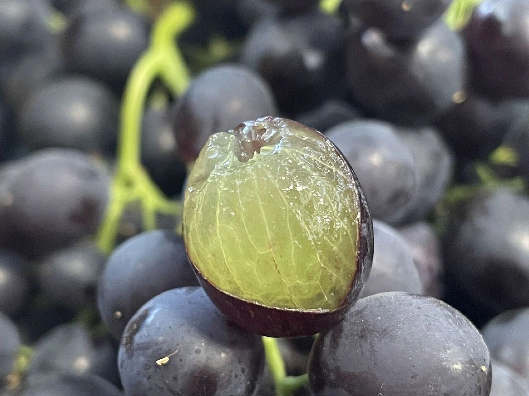 玫瑰香葡萄99 茶淀玫瑰香葡萄成熟后颗粒又黑又紫,入口便有一股玫瑰