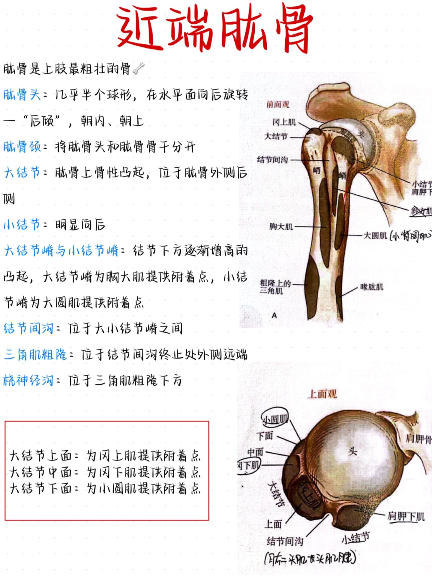 肱骨前面观和后面观图片