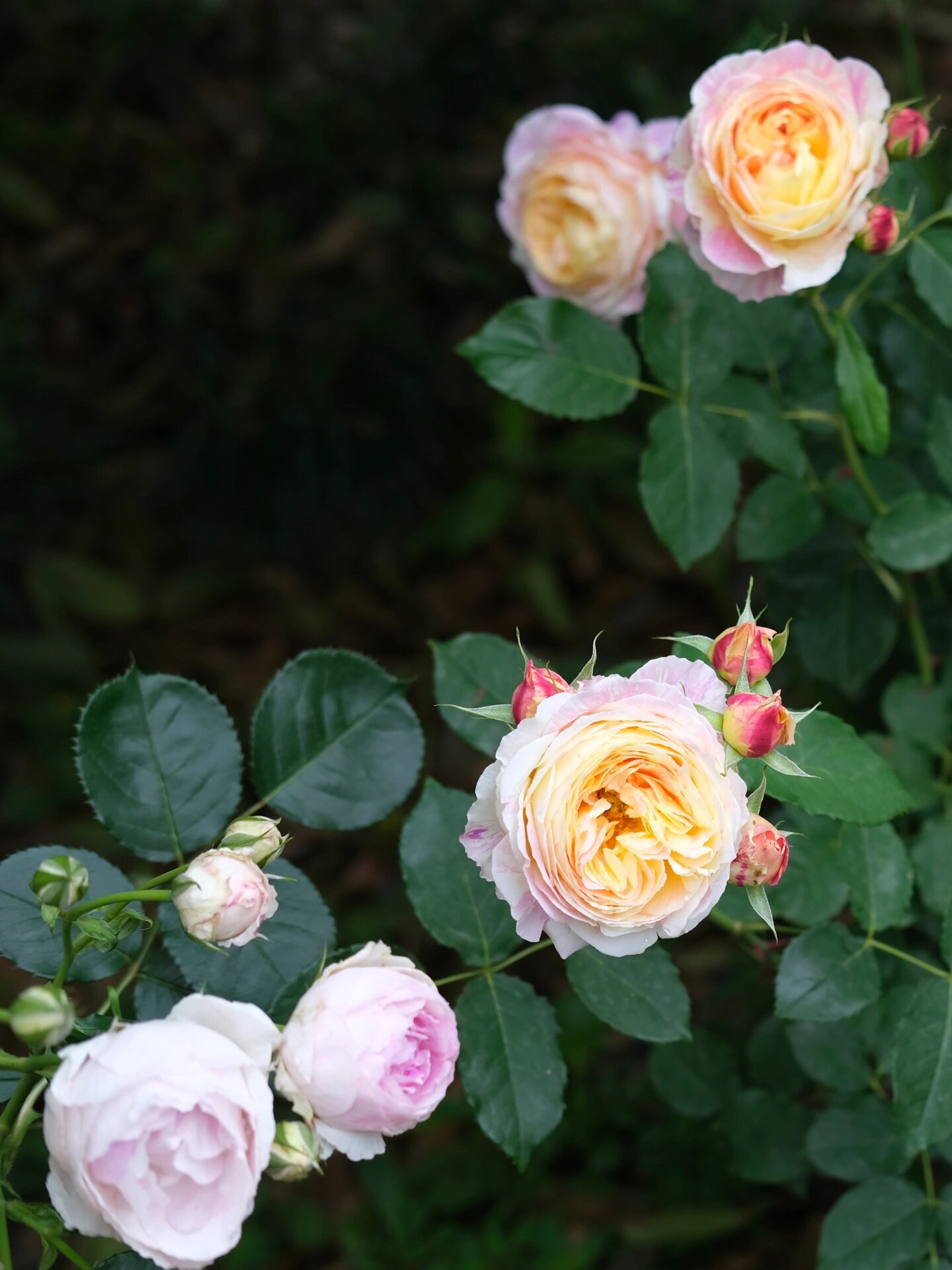 很丰花的一款灌木月季——维萨里 维萨里虽然单花颜值不惊艳,花瓣层数