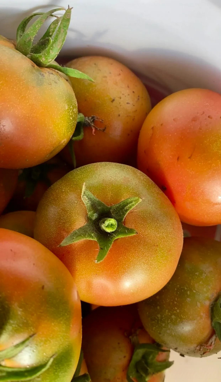 这种水果西红柿-学名纪香嘎啦果,真是西红柿味儿十足,尤其是头茬柿子