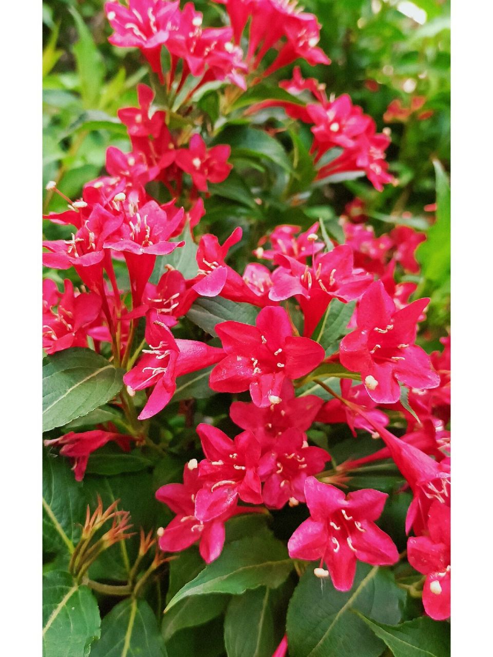 红王子锦带 因此种锦带花盛花期孤植像个红球,红花点缀在绿叶中甚为