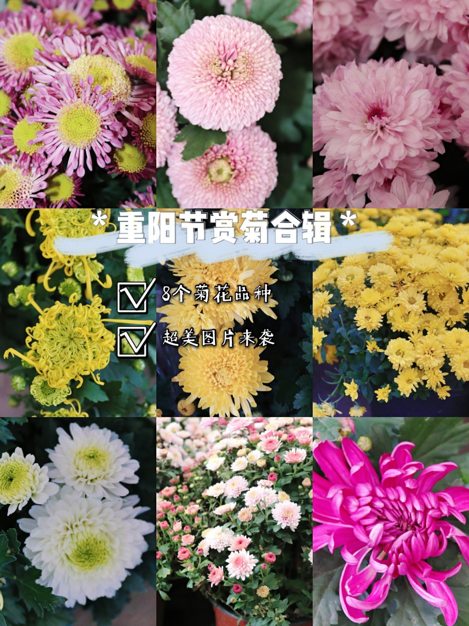 8种菊花合集 | 重阳节赏菊花～值得收藏!