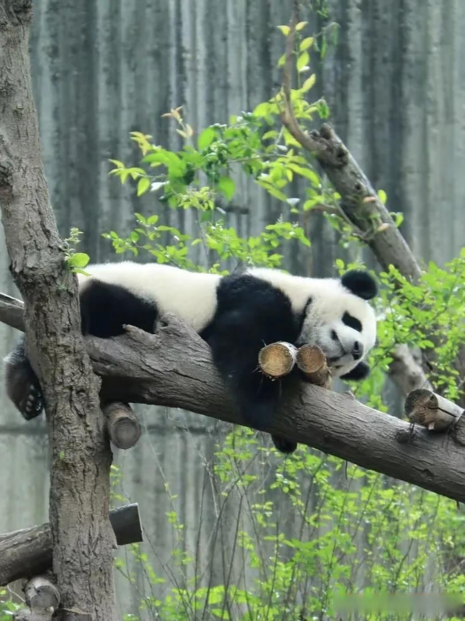 成都头条 珍稀动物 大熊猫 头圆圆的 身体胖胖的 短短的四肢 淘气可爱