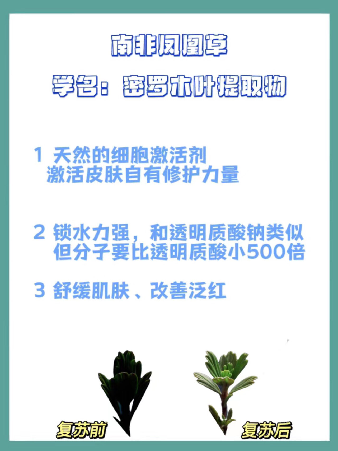 阿玛尼南非凤凰草图片