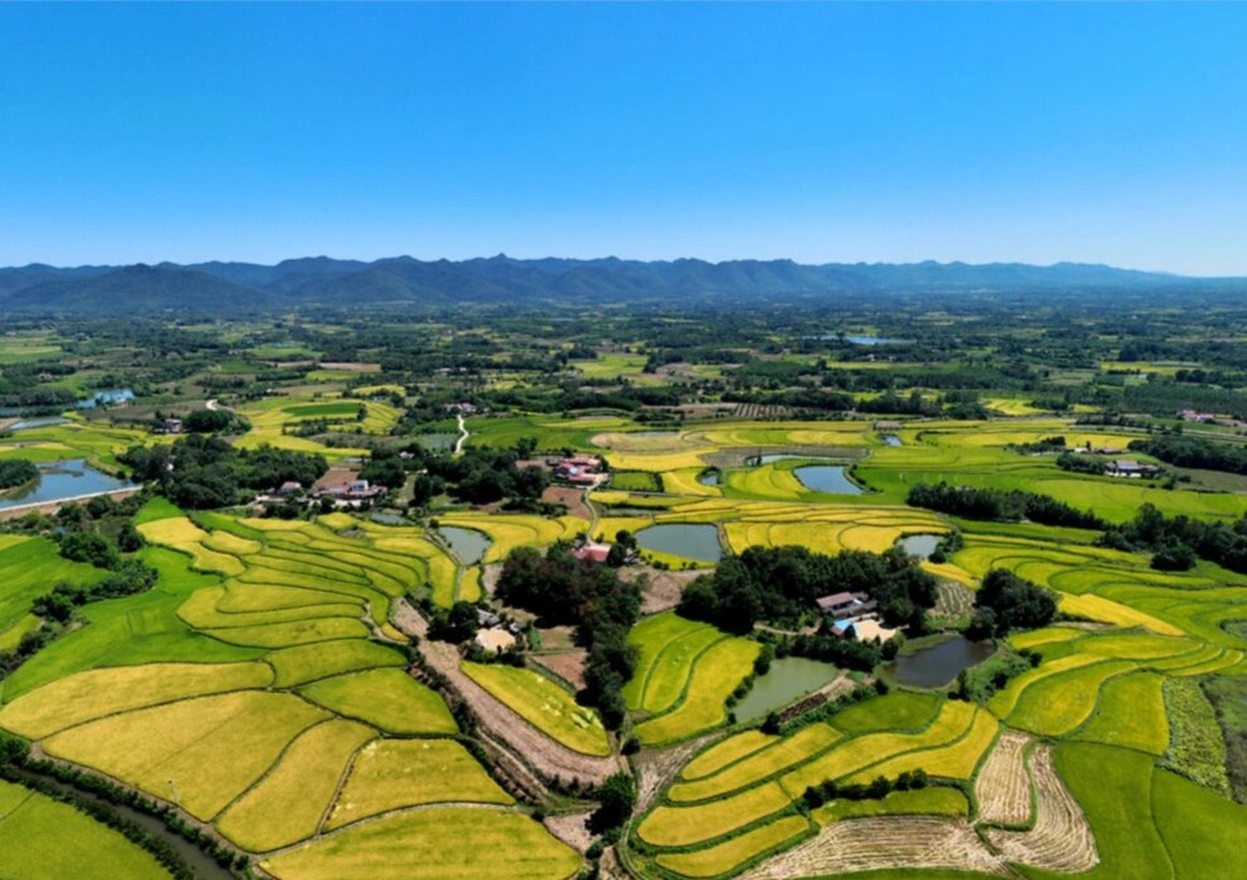 湖北钟祥 :初秋时节"丰"景美 初秋时节,湖北省钟祥市东桥镇万亩稻田