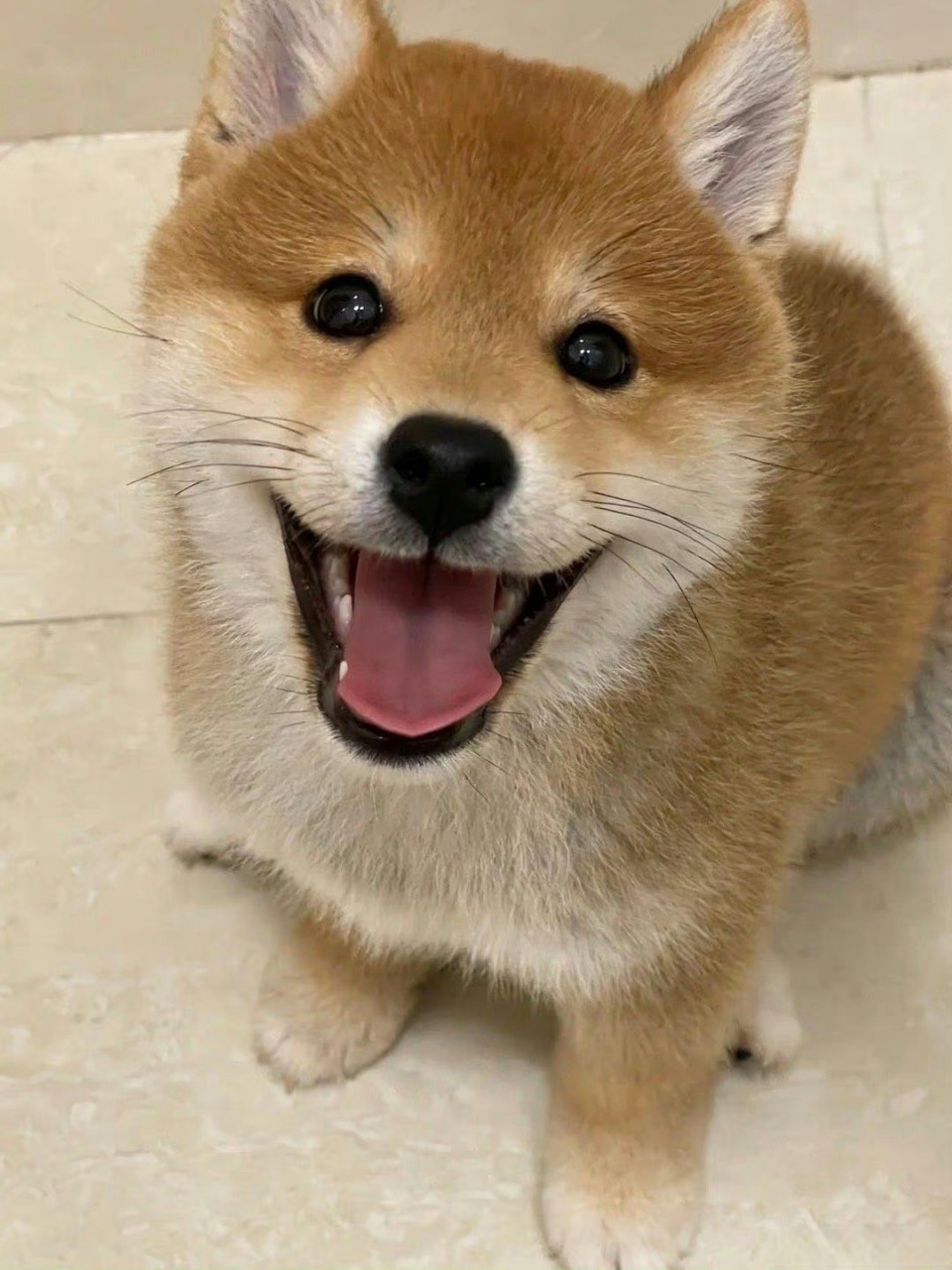 #nwu分享# 可爱小柴 via:vsco色调