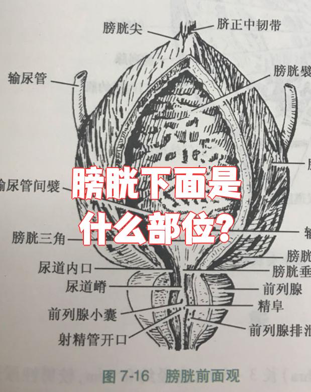 膀胱是一个储存尿液的肌肉器官,形状像三棱锥,分为尖,体,底和颈四个