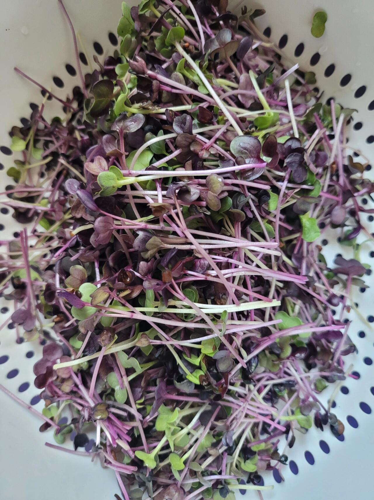 水培萝卜苗(附培育方法) ☀继  后,今天   也收获啦,芽苗菜有太多的