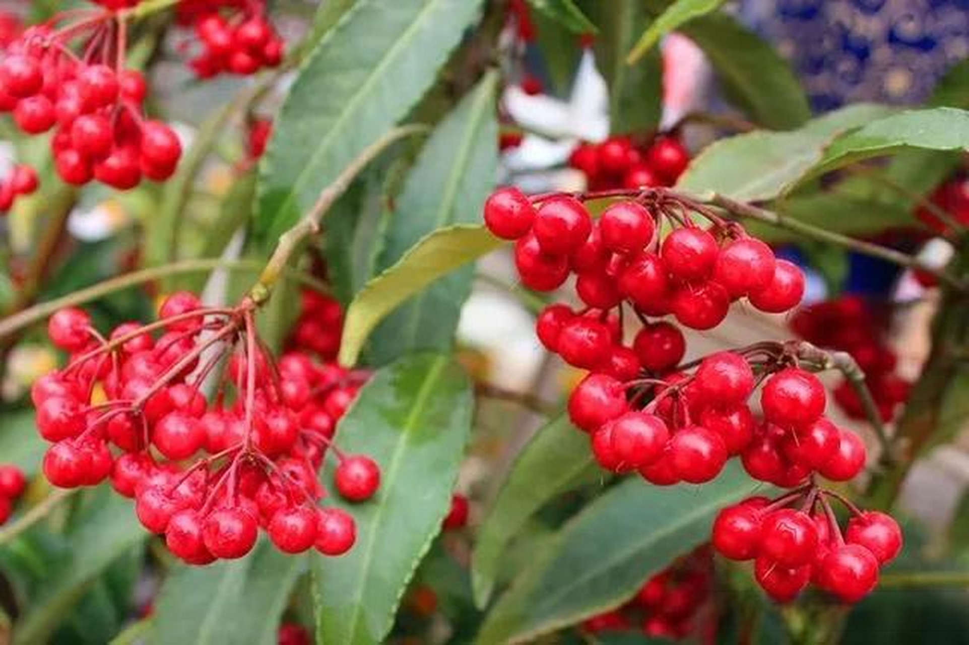 今天下午,去野处找百两金草药.