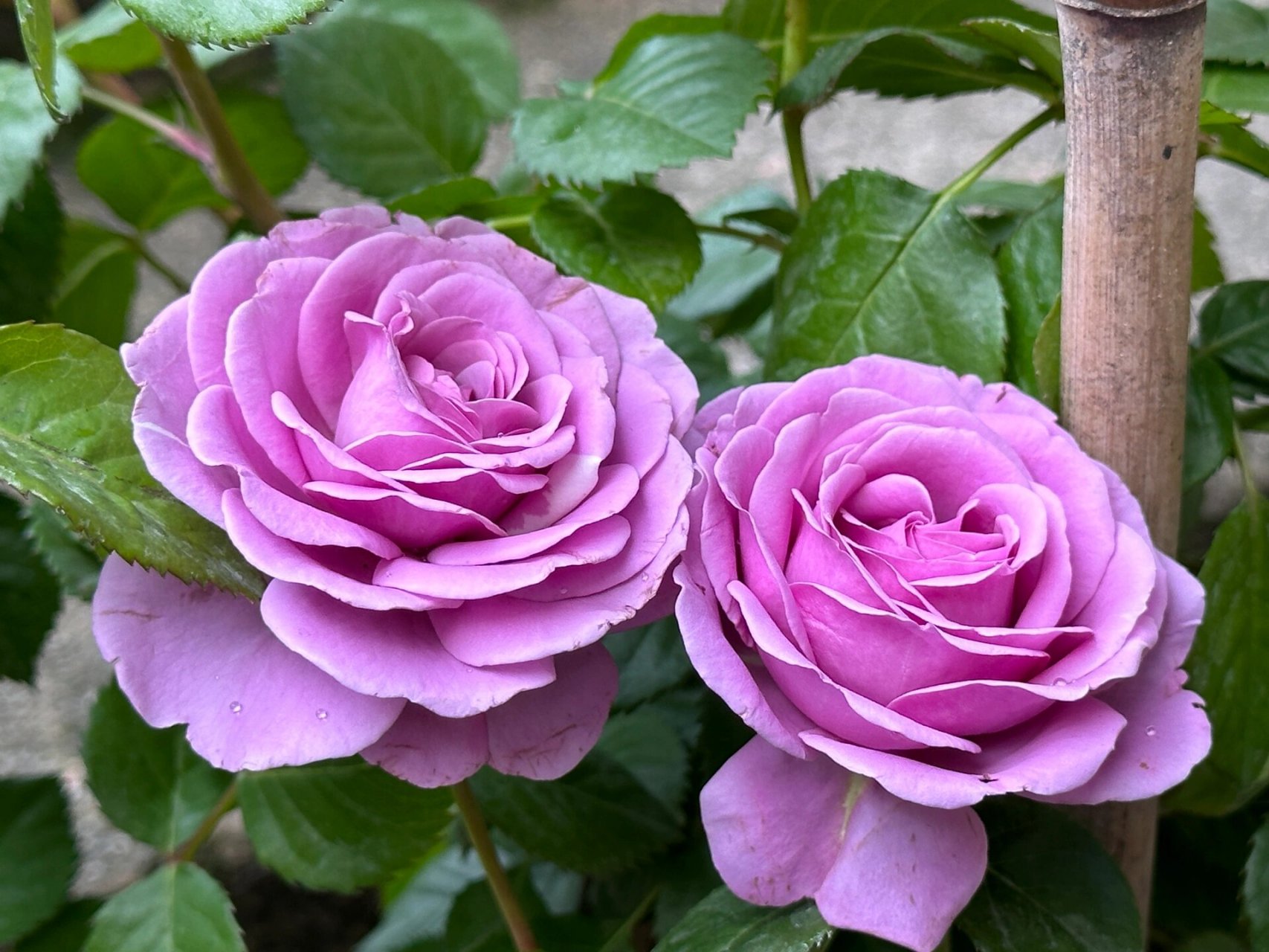 海王星——紫色阳台     强烈推荐的紫色系月季 复花很快 每次修剪完