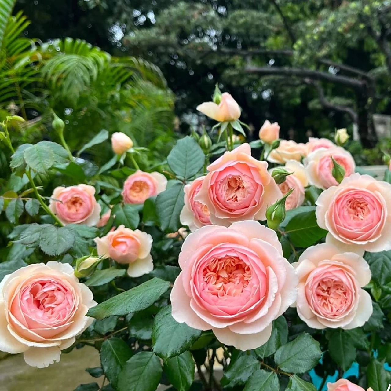花色仙气 真宙月季它的花色是那种带有一点点橙色的粉.