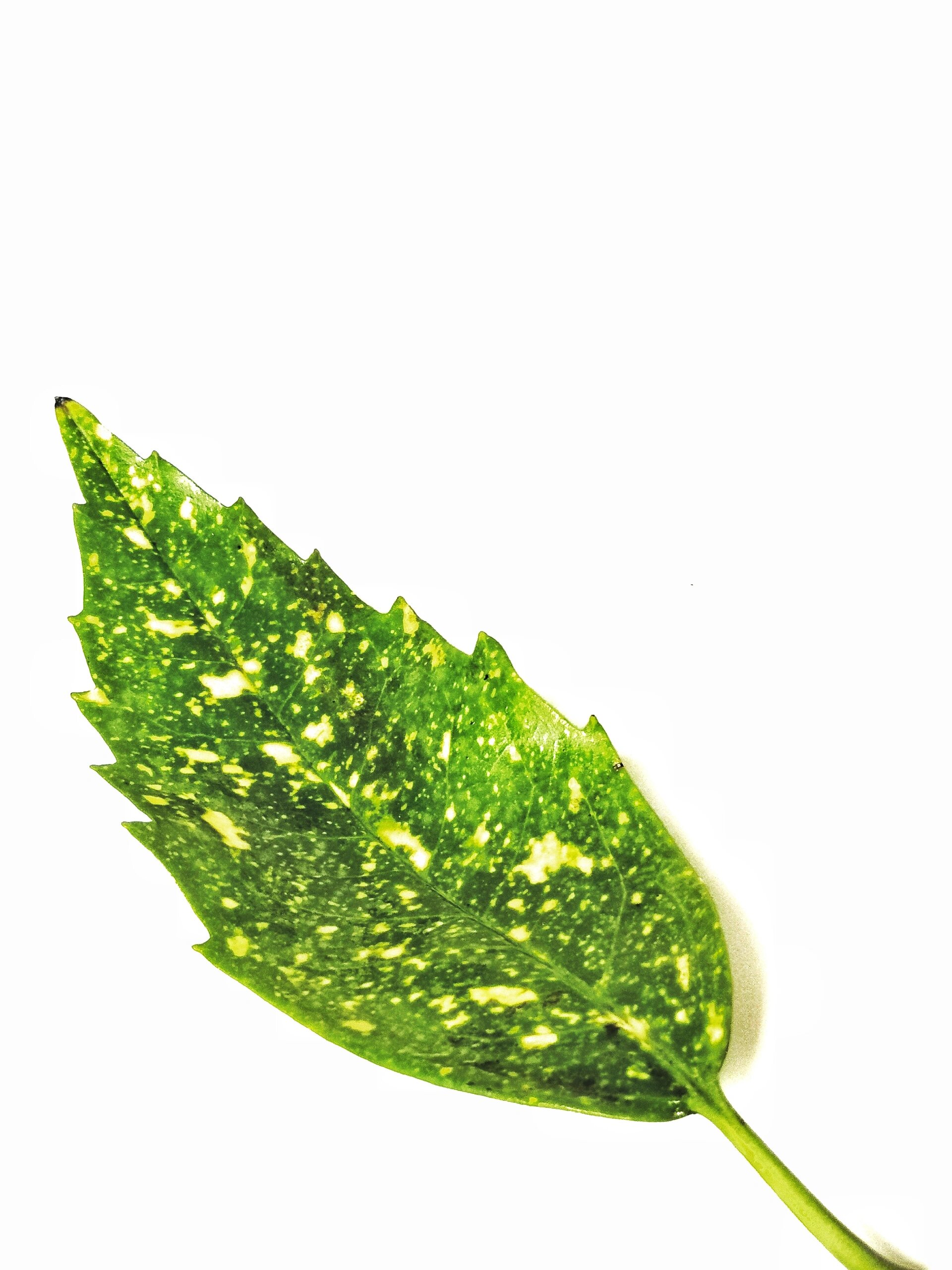 绘画素材1000集日更:花叶青木 花叶青木,别名洒金珊瑚,像花儿一样美丽