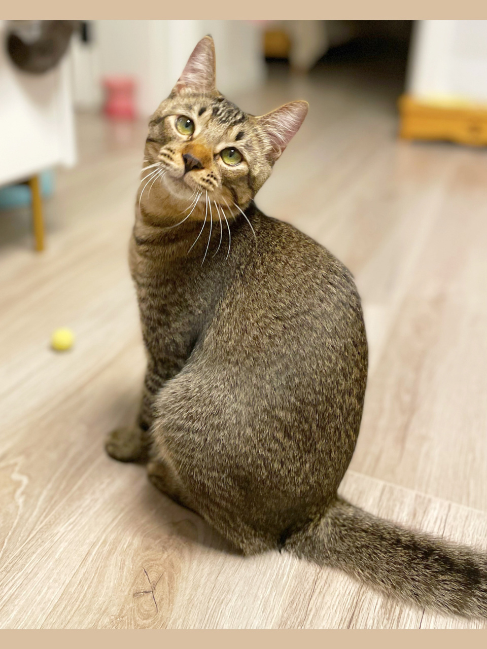 pupu是中华雀猫,全身原始色,脸部及四肢狸花纹,颜值高,毛毛也很柔软