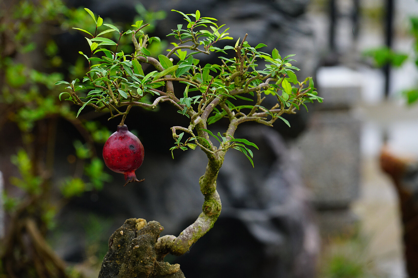 紫玉石榴 童子功