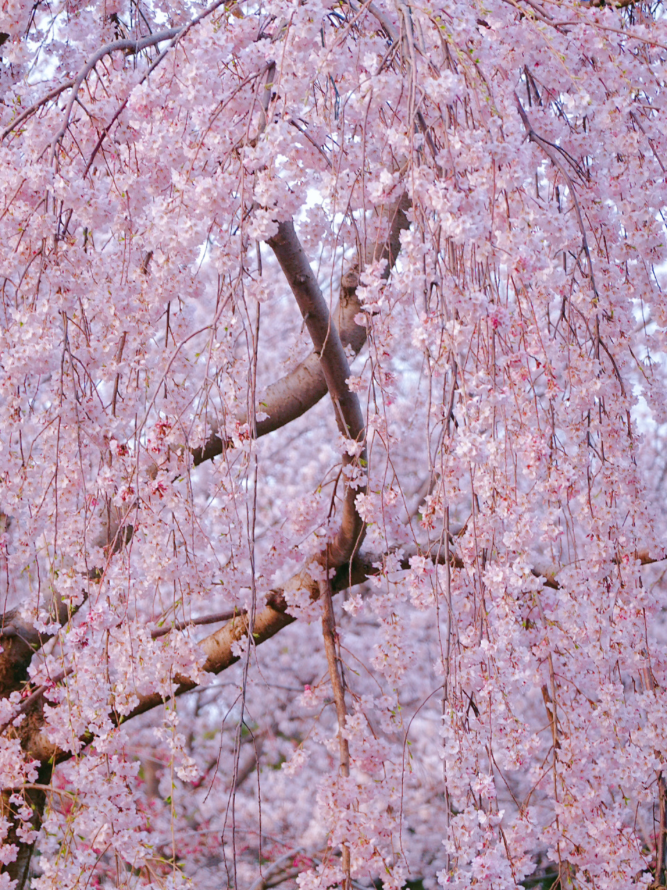 粉色瀑布|玉渊潭角落藏着几株超仙儿垂枝樱 一年一度的玉渊潭樱花季