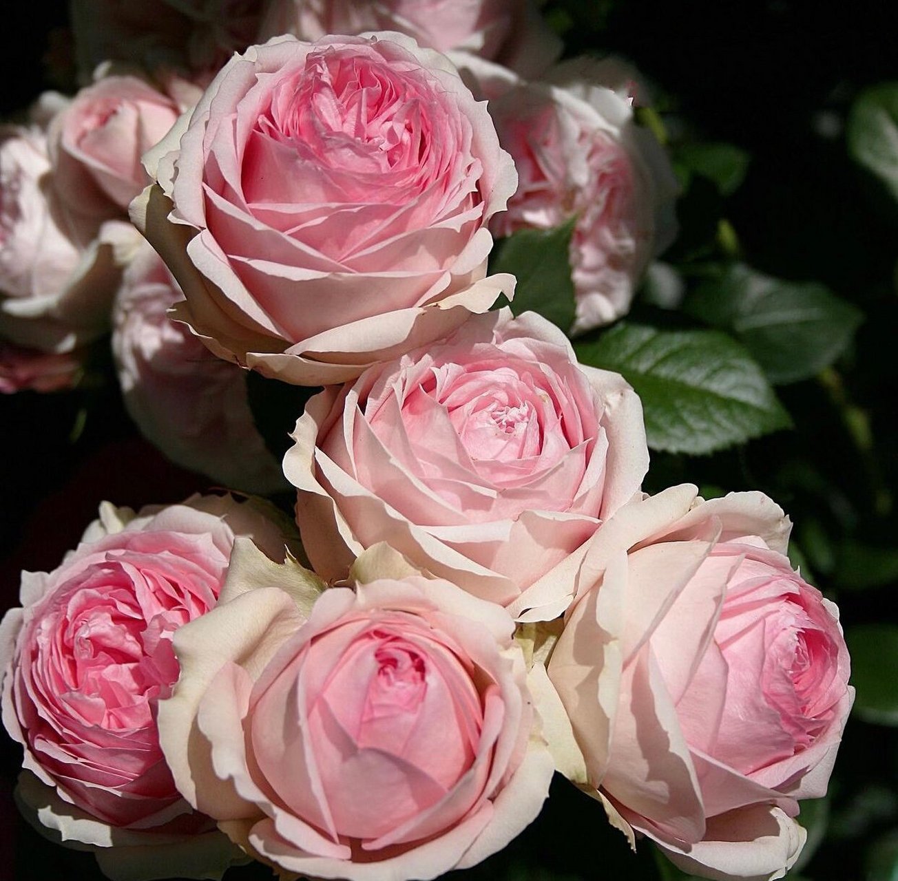 第一夫人月季优缺点分析欢迎补充969696 第一夫人是德国培育的