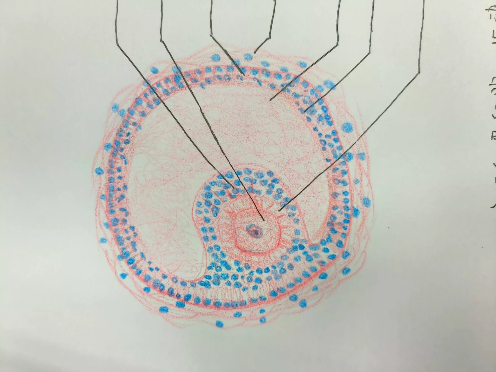 组胚绘图分享之次级卵母细胞红蓝铅笔绘图