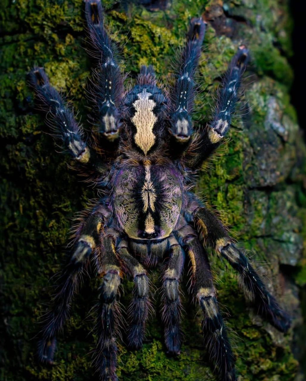 墨西哥红膝头(brachypelma